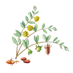 Jojoba Branches, Flowers and Nuts Pencil Illustration Isolated on White - obrazy, fototapety, plakaty