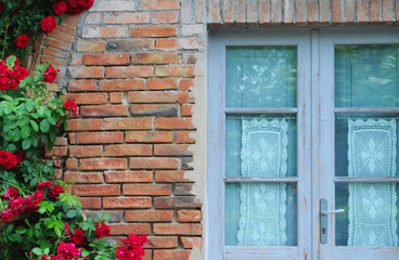 Fototapeta na wymiar Blooming red climbing rose (rosaceae) on orange and grey brick wall with charming traditional blue painted glass door with picturesque lace curtains