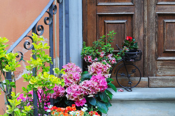 Fototapeta na wymiar Blooming pink hydrangea (hydrangeaceae) and other plants and flowers before old brown wooden door with grey painted wrought iron fence and rustic picturesque black wrought iron bicycle in summer