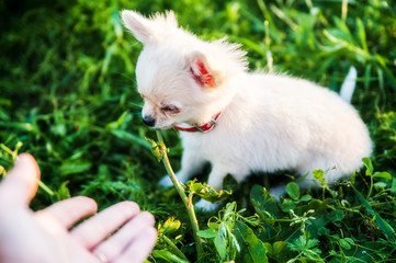 Chihuahua puppy sitting in the grass and a child's hand reaching for him