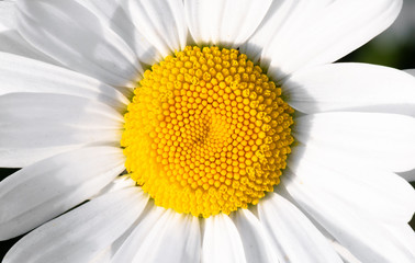 Blooming chamomile flower head abstract background.