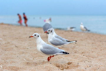seagulls on the sandy beach