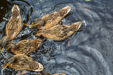 A flock of many beautiful wild water birds of ducks with chicks ducklings with beak and wings swims against the background of the water in the river lake pond sea and green water lilies