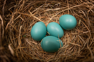 Fototapeta na wymiar fresh blue laid eggs in a nest