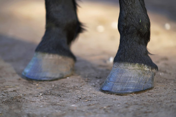 Thoroughbred brown Latvian riding horse legs standing outdoors on a ground in spring