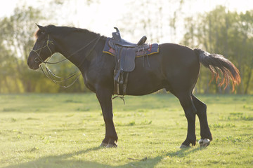 Thoroughbred brown Latvian riding horse with a saddle staying on a green grass on sunset