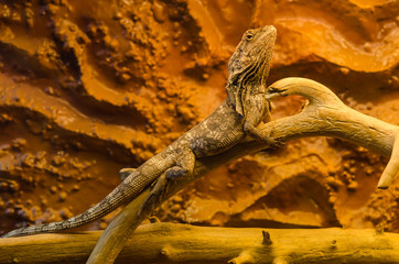 Frilled-neck lizard (Chlamydosaurus kingii) on a trunk