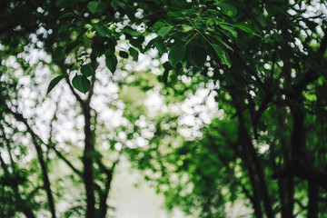 Bokeh of vivid leaves of trees in sunlight. Natural green background. Blurred rich greenery with copy space. Abstract texture of defocused lush foliage in sunny day. Backdrop of scenic nature in blur.