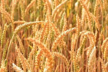 ears of ripe golden wheat