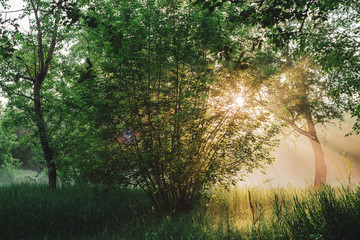 Obraz premium Scenic sunny green landscape. Scenery of morning nature in sunlight. Trees silhouettes on sunrise. Sunbeams and lens flare on foliage with copy space. Bright sun shines through trees leaves on sunset.