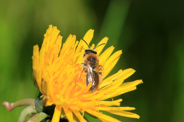 Wildbiene 