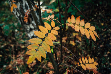 Wild rowan branch near birch in autumn forest on rich flora background. Fall orange leaves close-up. Autumn woodland backdrop with colorful  vegetation. Rowan fall yellow leaves in woods.