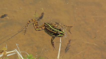 Rana