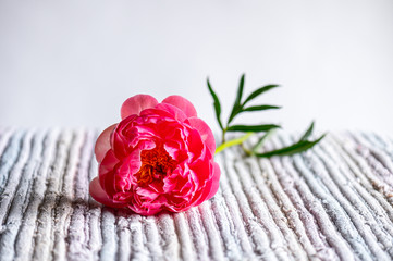 Pink peony on a pastel textured rag rug with a white background leaving space for copy.