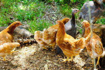 Chicken birds and guinea bird on farm in coop.