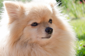 Portrait of a purebred dog German Pomeranian Spitz. look in the eyes. look into the camera. leather wet nose. soft focus.