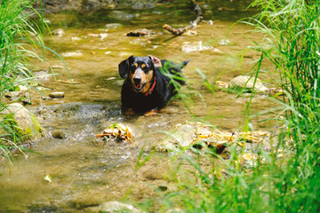 Funny Doxen dog laying in creek bed water to cool off during summer outdoors.