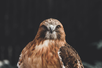 Portrait of a majestic red tailed hawk 
