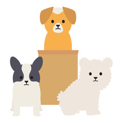 little dogs adorables mascots with carton box
