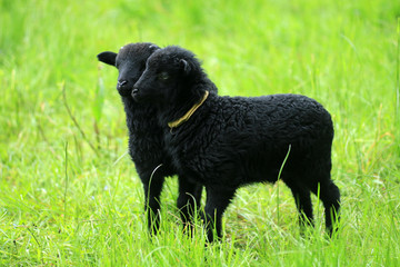 Quessant-Schafe