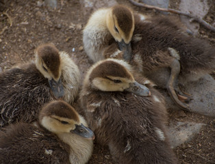 Fototapeta premium baby ducks togueter