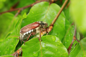 Maikäfer