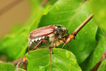 Maikäfer