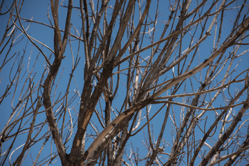 Dry branches of a bush with blue sky background