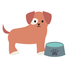 little dog adorable with dish water