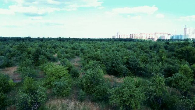 Public and privat garden, parks tree nursery. Splendid ornamental garden with blooming lush trees on a sunny day.