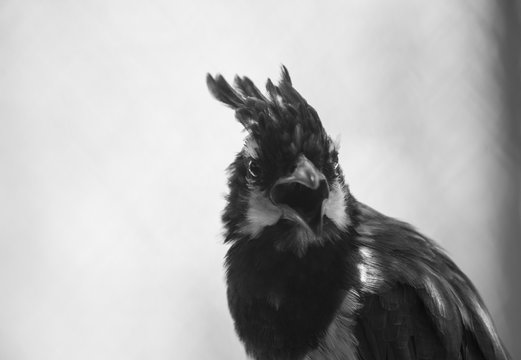 Black Throated Magpie Jay, Domesticated Bird In A Zoo