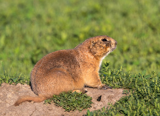 Black-tailed prairie dog taking sun bath at Banlands national park