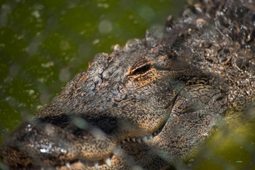 close up of a crocodile from the other side of a fence