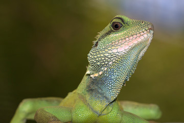 Chinese water dragon (Physignathus cocincinus) close up