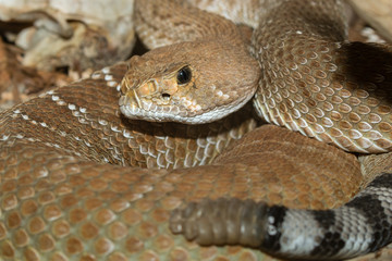 Obraz premium Red diamond rattlesnake (Crotalus ruber) closeup