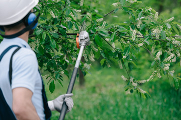 back view of gardener trimming trees with telescopic pole saw in park