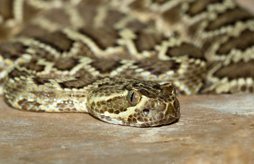 Mojave green rattlesnake (Crotalus scutulatus)
