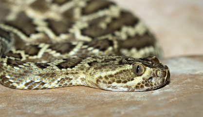 Mojave green rattlesnake (Crotalus scutulatus)