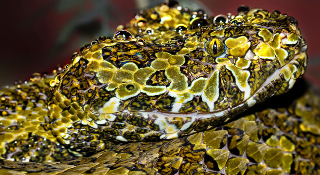 Mount Mangshan Pit Viper (Protobothrops Mangshanensis)  Close Up