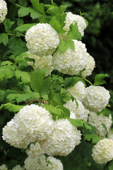 Gewöhnlicher Schneeball