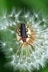 Obraz premium Soldatenkäfer