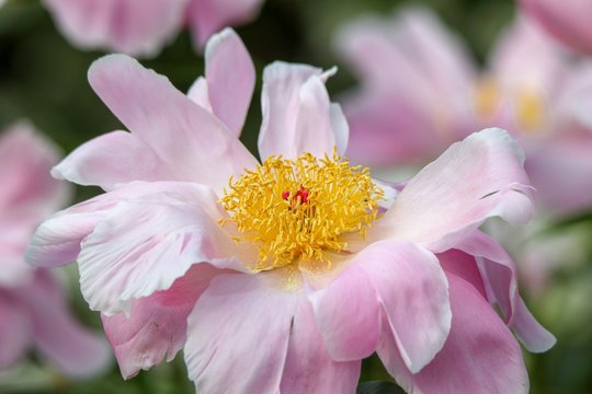Delicate Pink Peony in the summer, closeup