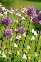 Alium