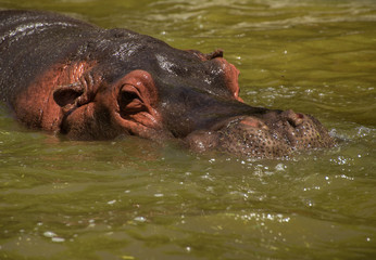 Fototapeta premium hippo on the water 
