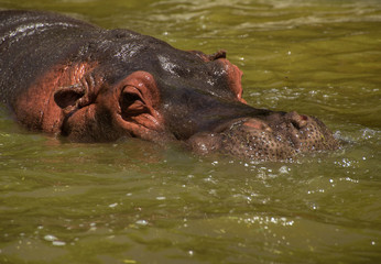 hippo on the water 