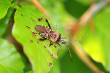 Amerikanische Kiefernwanze