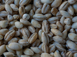 Macro Close-up of Barley Grains, Hordeum vulgare, Food Background