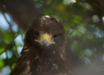 close up of an eagle between the trees at the zoo