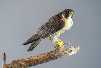 Peregrine Falcon perched on branch with plain gray background