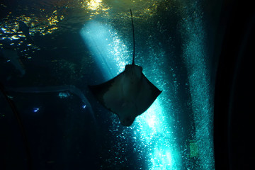 Manta ray swimming in huge tank